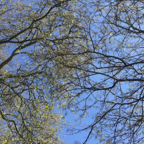 Meet your Posher, Rav - Picture 1 of 1